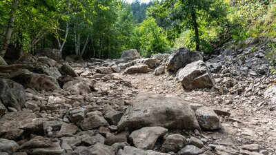 Camp 5 - FS Road 8049